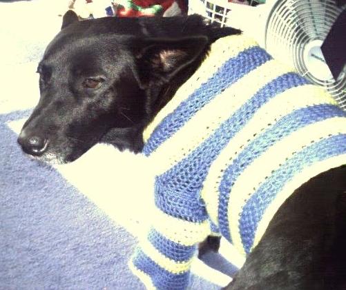 Yellow and blue striped dog sweater